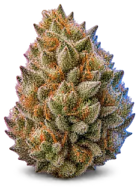 AI-generated illustration of a cannabis flower for the Sour Banana Sherbet page, not a photo of the strain
