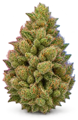AI-generated illustration of a cannabis flower for the Source Haze page, not a photo of the strain