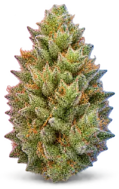 AI-generated illustration of a cannabis flower for the Sour Durban Cookies page, not a photo of the strain
