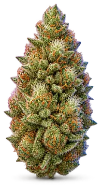 AI-generated illustration of a cannabis flower for the Sour Jelly page, not a photo of the strain