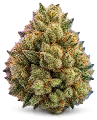AI-generated illustration of a cannabis flower for the Sour Maui page, not a photo of the strain