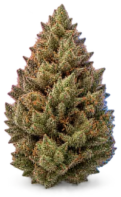 AI-generated illustration of a cannabis flower for the Space Cruise Swc page, not a photo of the strain