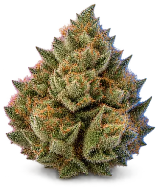 AI-generated illustration of a cannabis flower for the Spog page, not a photo of the strain