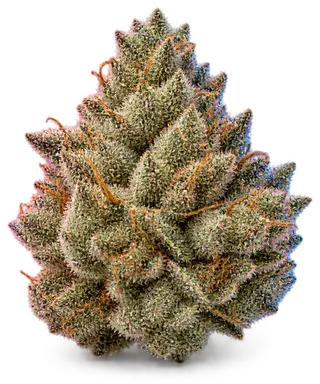 AI-generated illustration of a cannabis flower for the Sst page, not a photo of the strain