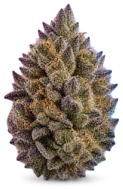 AI-generated illustration of a cannabis flower for the Starberry page, not a photo of the strain
