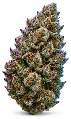 AI-generated illustration of a cannabis flower for the Stardawg page, not a photo of the strain