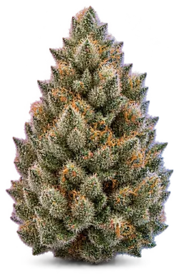 AI-generated illustration of a cannabis flower for the Star Pupil page, not a photo of the strain