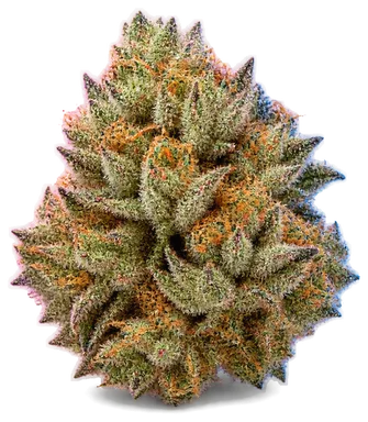AI-generated illustration of a cannabis flower for the Sticky B page, not a photo of the strain