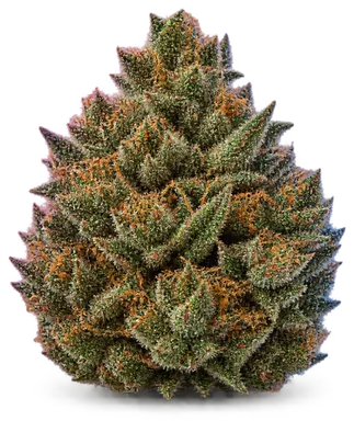 AI-generated illustration of a cannabis flower for the Sticky Buns page, not a photo of the strain