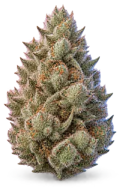 AI-generated illustration of a cannabis flower for the Strawberries And Cream page, not a photo of the strain