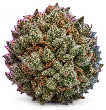 AI-generated illustration of a cannabis flower for the Styrofoam Cup page, not a photo of the strain