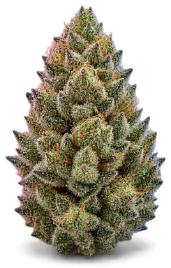 AI-generated illustration of a cannabis flower for the Sueno 2 page, not a photo of the strain