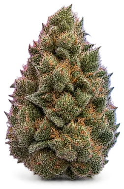 AI-generated illustration of a cannabis flower for the Suga Cookies page, not a photo of the strain