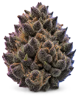 AI-generated illustration of a cannabis flower for the Sugar Black Rose page, not a photo of the strain