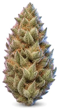 AI-generated illustration of a cannabis flower for the Sugar Cookiez 3 27 Control page, not a photo of the strain