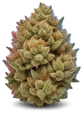 AI-generated illustration of a cannabis flower for the Sugar Cookiez 3 27 Rez page, not a photo of the strain