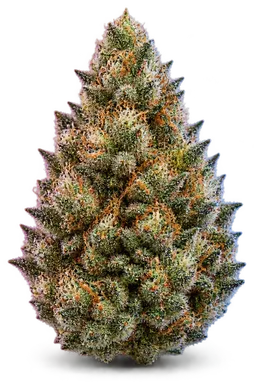AI-generated illustration of a cannabis flower for the Sugar Tits page, not a photo of the strain
