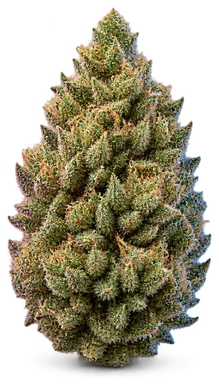 AI-generated illustration of a cannabis flower for the Sun God page, not a photo of the strain