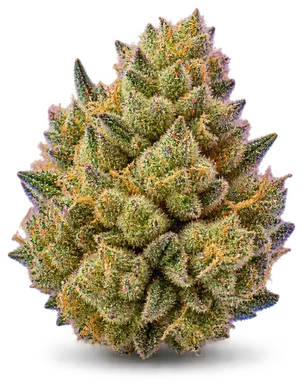 AI-generated illustration of a cannabis flower for the Sunset MAC page, not a photo of the strain