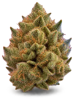 AI-generated illustration of a cannabis flower for the Sunset Sherbet page, not a photo of the strain