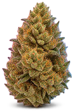 AI-generated illustration of a cannabis flower for the Sunset Sorbet page, not a photo of the strain