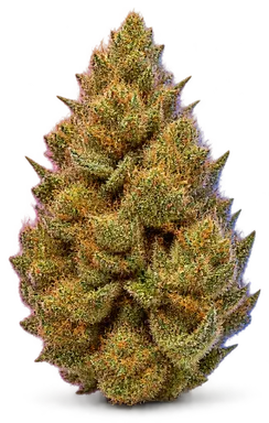 AI-generated illustration of a cannabis flower for the Sunshine OG page, not a photo of the strain