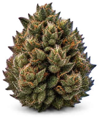 AI-generated illustration of a cannabis flower for the Superior OG page, not a photo of the strain