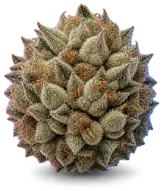 AI-generated illustration of a cannabis flower for the Super Silver Haze page, not a photo of the strain