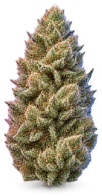 AI-generated illustration of a cannabis flower for the Super Soakers page, not a photo of the strain