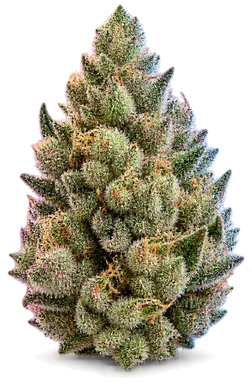 AI-generated illustration of a cannabis flower for the Swami page, not a photo of the strain