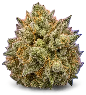 AI-generated illustration of a cannabis flower for the Tangie page, not a photo of the strain
