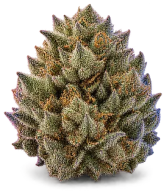 AI-generated illustration of a cannabis flower for the Tangy Tahoe page, not a photo of the strain