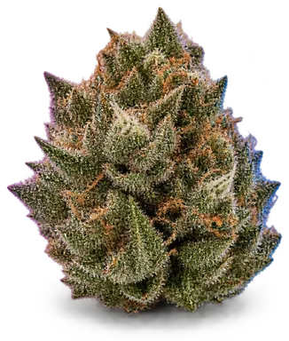 AI-generated illustration of a cannabis flower for the Terp Town page, not a photo of the strain
