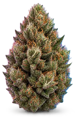 AI-generated illustration of a cannabis flower for the The Drip page, not a photo of the strain