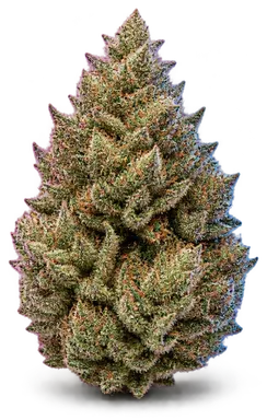 AI-generated illustration of a cannabis flower for the The Soap page, not a photo of the strain