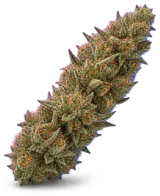 AI-generated illustration of a cannabis flower for the Tikirain page, not a photo of the strain