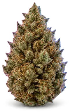 AI-generated illustration of a cannabis flower for the Tmc X Nl5 140 page, not a photo of the strain