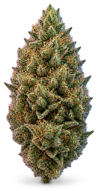 AI-generated illustration of a cannabis flower for the Tnt page, not a photo of the strain