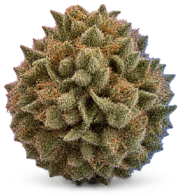 AI-generated illustration of a cannabis flower for the Tokyo Drift page, not a photo of the strain