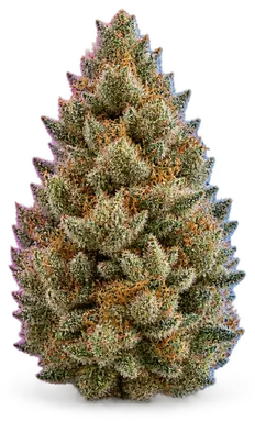 AI-generated illustration of a cannabis flower for the Topanga Canyon page, not a photo of the strain