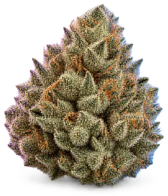 AI-generated illustration of a cannabis flower for the Travis X James page, not a photo of the strain