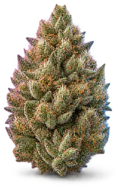 AI-generated illustration of a cannabis flower for the Triangle Canyon page, not a photo of the strain
