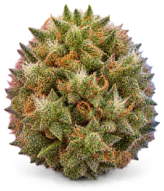 AI-generated illustration of a cannabis flower for the Triangle Mint page, not a photo of the strain