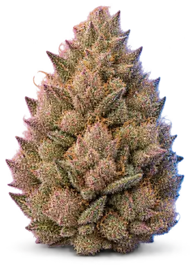 AI-generated illustration of a cannabis flower for the Tropicana Cherry page, not a photo of the strain