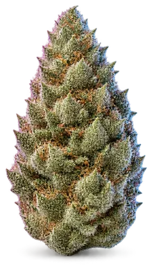 AI-generated illustration of a cannabis flower for the Tropicana Cookies page, not a photo of the strain