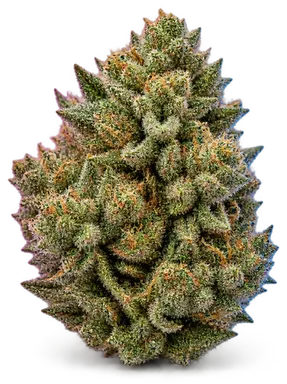 AI-generated illustration of a cannabis flower for the Tropicanna page, not a photo of the strain