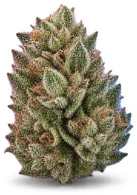 AI-generated illustration of a cannabis flower for the Trop X Zm 76 page, not a photo of the strain