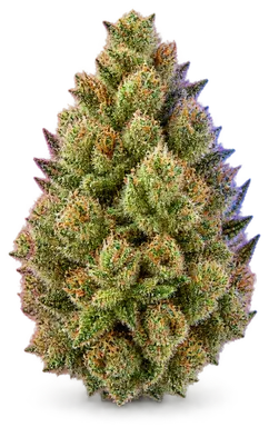 AI-generated illustration of a cannabis flower for the True Mints page, not a photo of the strain