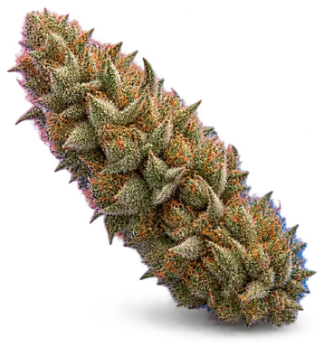 AI-generated illustration of a cannabis flower for the Tuscan Gelato page, not a photo of the strain