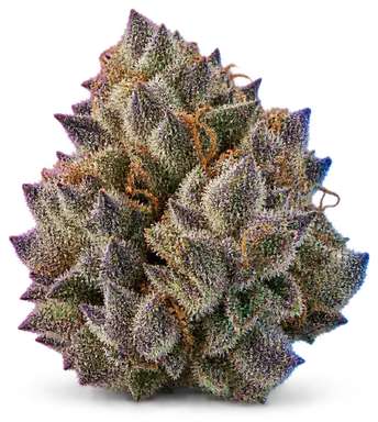 AI-generated illustration of a cannabis flower for the Ultraviolet page, not a photo of the strain